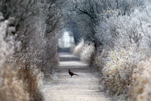 Pheasant Photography by Betty Fold Gallery